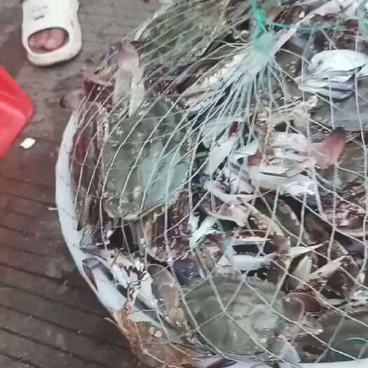 鲜活梭子蟹     码头直达（全国）