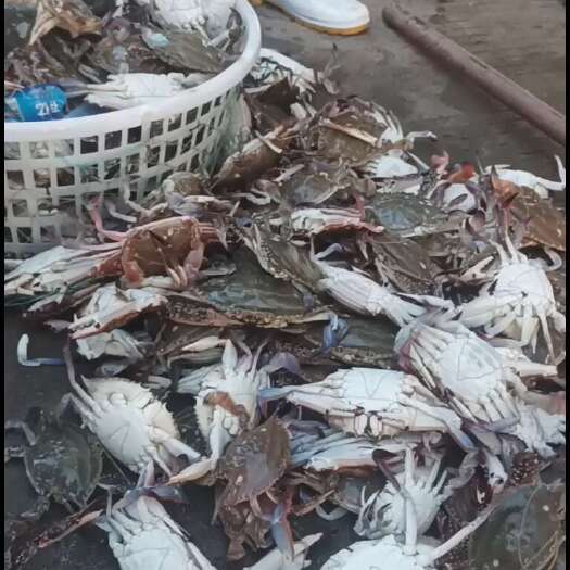 鲜活梭子蟹    码头直达（全国）