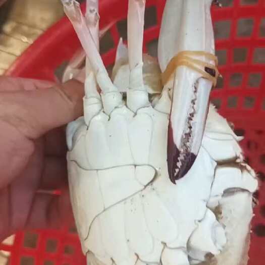 鲜活梭子蟹