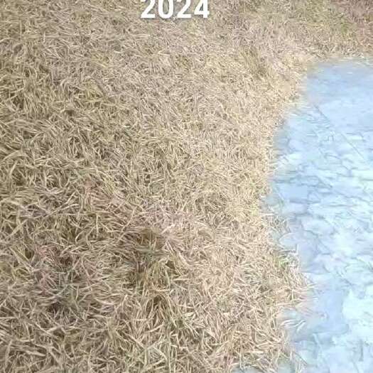 大同山西大同云州区干黄花菜