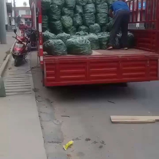 武山县二邢条三号椒