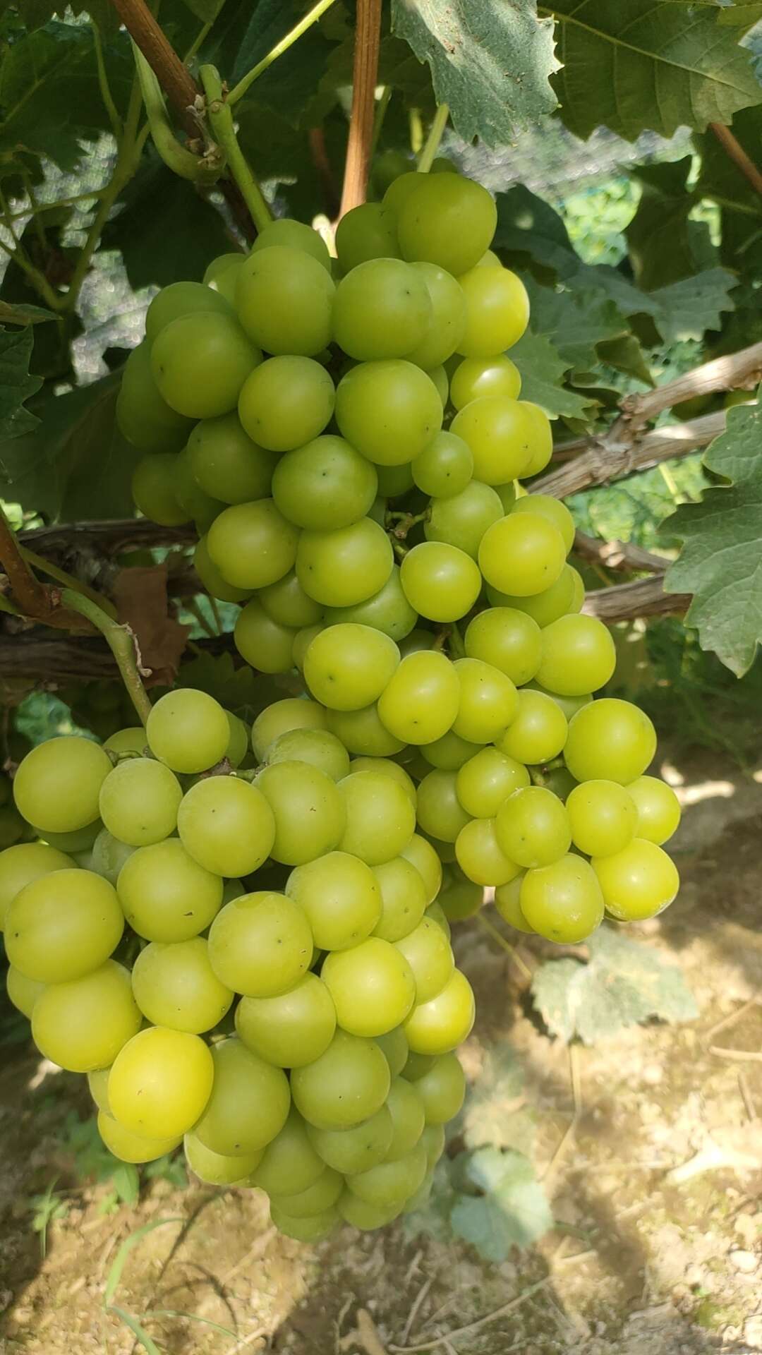 阳光玫瑰