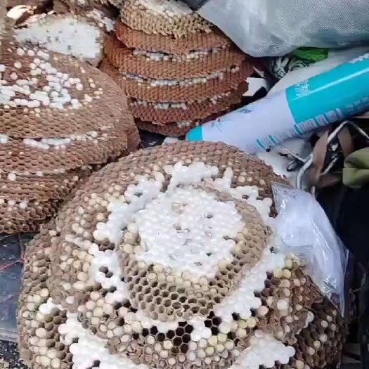 镇宁县马蜂蛹