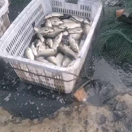 合阳县中科三号鲫鱼