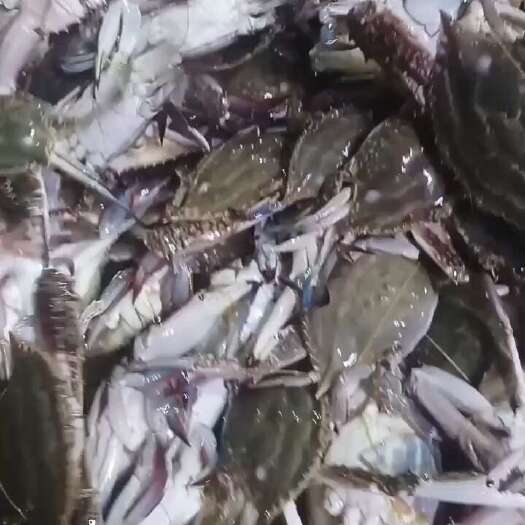 鲜活梭子蟹