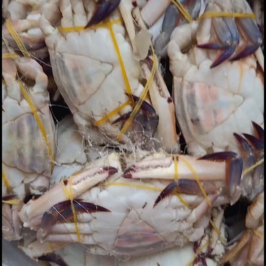 精品带膏梭子蟹 花脐蟹 江苏连云港产地直发 餐饮佳品