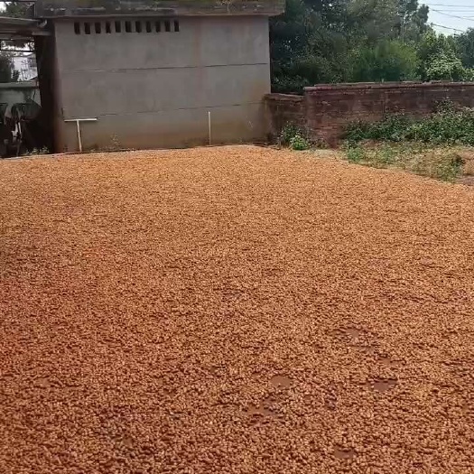 白皮花生，小白沙，