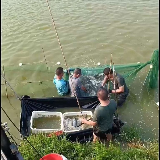 翁源县出售罗非
