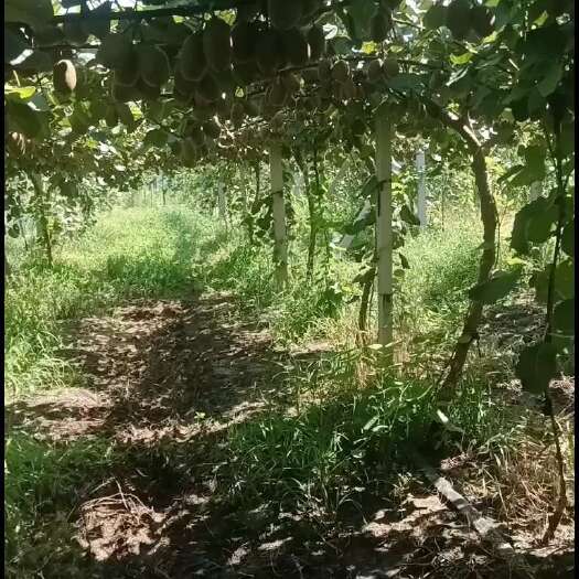 泰安碧玉猕猴桃