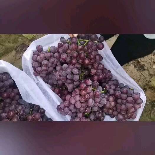 广宗县口感倍甜的巨峰葡萄