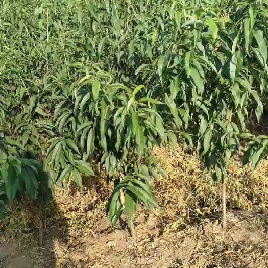 荆州锦绣黄桃
