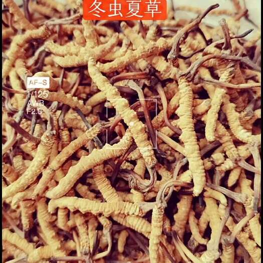 杂多县冬虫夏草