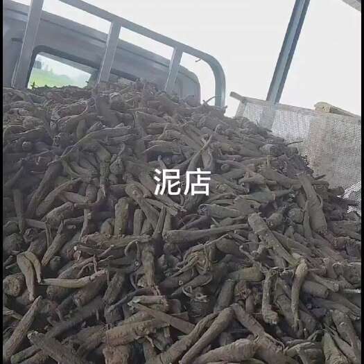 亳州白芷