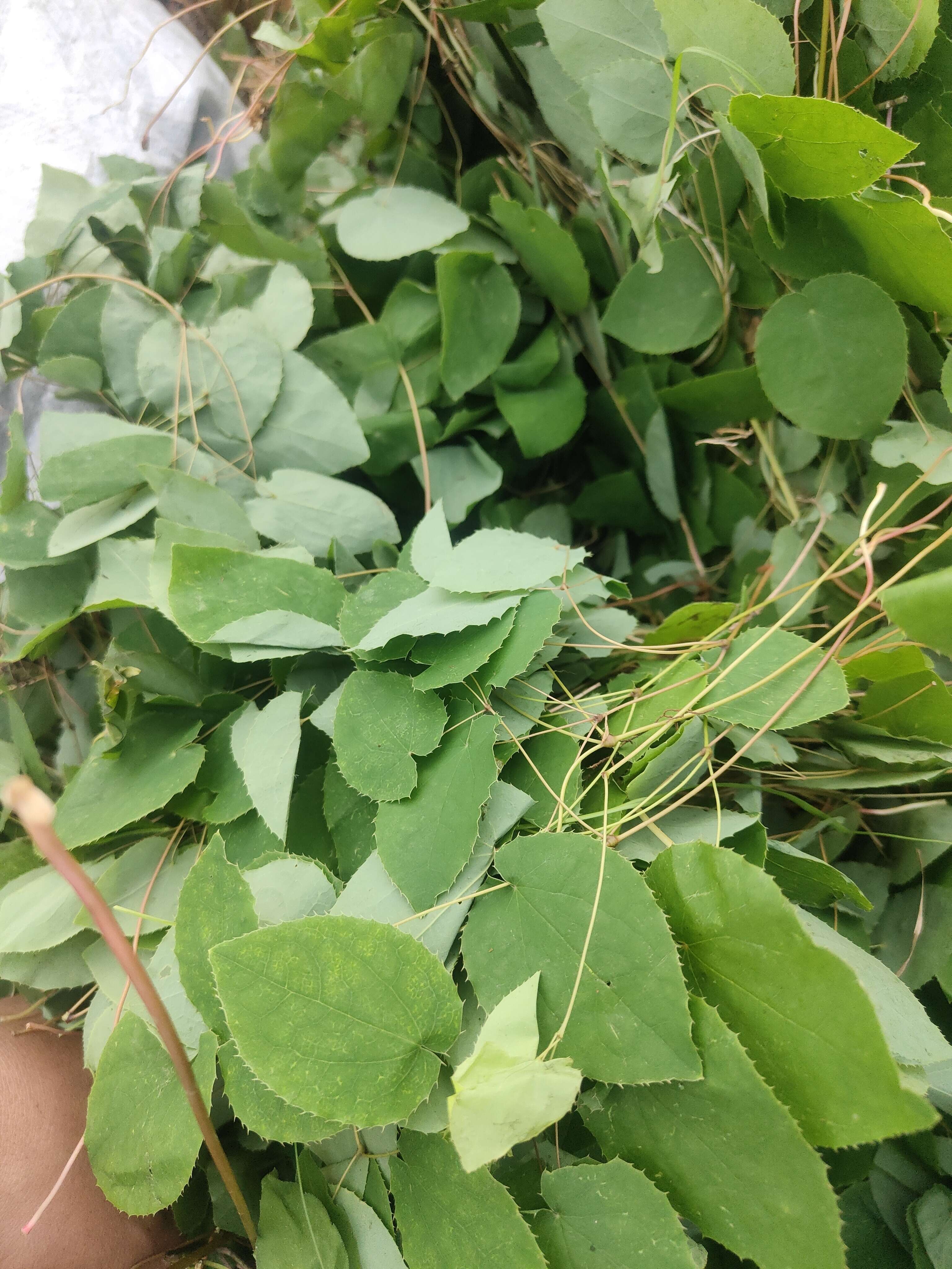 淫羊藿无杂质