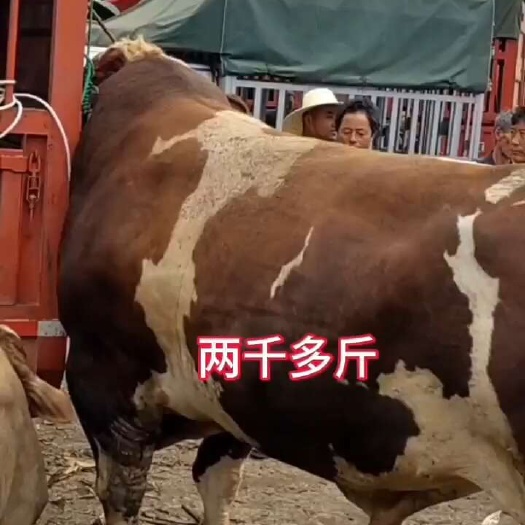 威宁县肉牛       出肉率高 肉质好粮食饲养健康有味