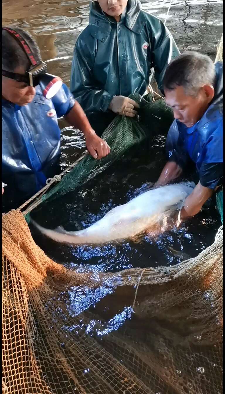 草鱼苗，长身草鱼苗，各种规格草鱼苗，支持全国发货