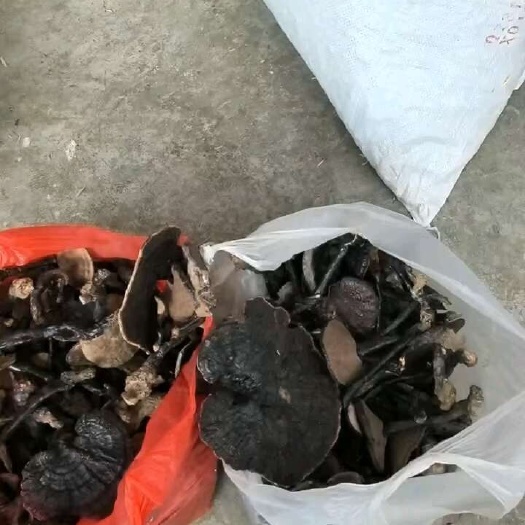 贵州灵芝