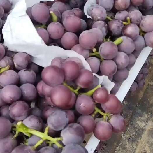 广宗县阳光玫瑰葡萄，
