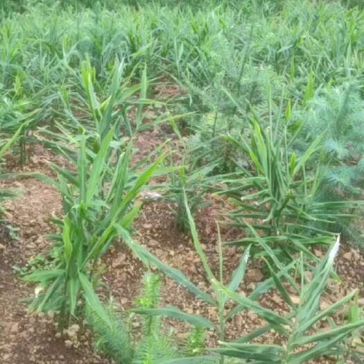 兴义市【农家自种】小黄姜，自家种植大量小黄姜，大量上市，量大价优