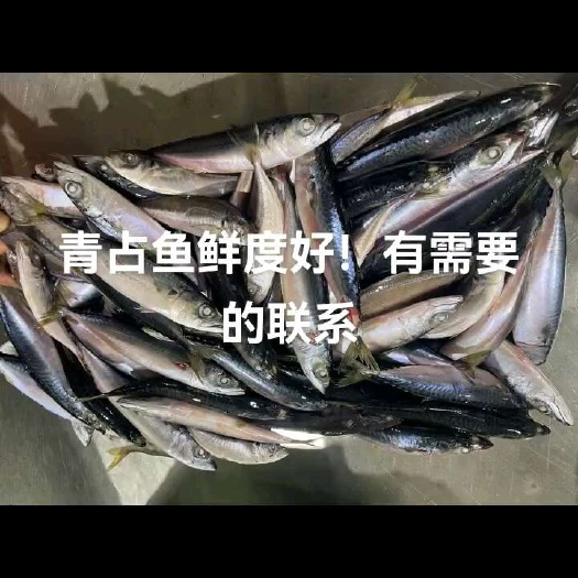 营口青占鱼！鲜度好！适合喂各种鱼虾蟹！