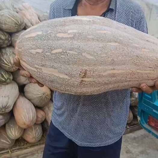 南瓜