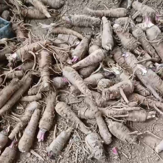 周口白芷，
