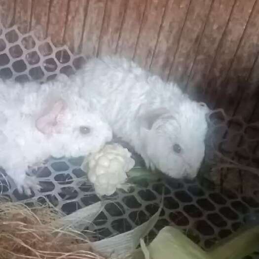 绵阳荷兰鼠美泰泰加基因