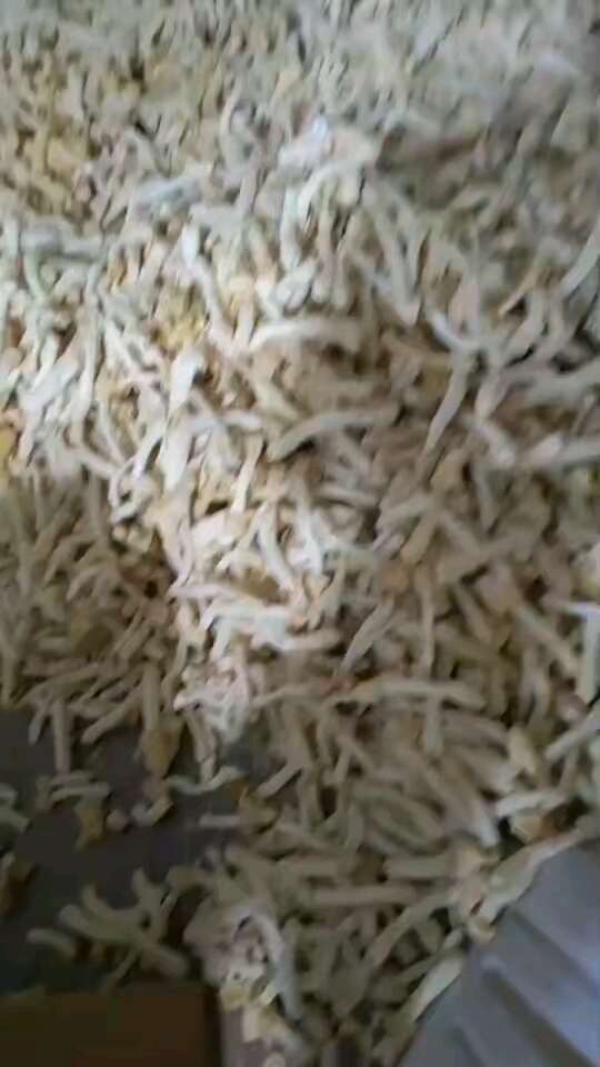 竹荪蛋竹荪杆竹荪帽竹荪球红托竹荪