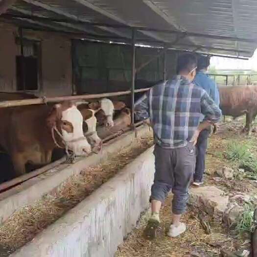 礼县西杂交肥公牛