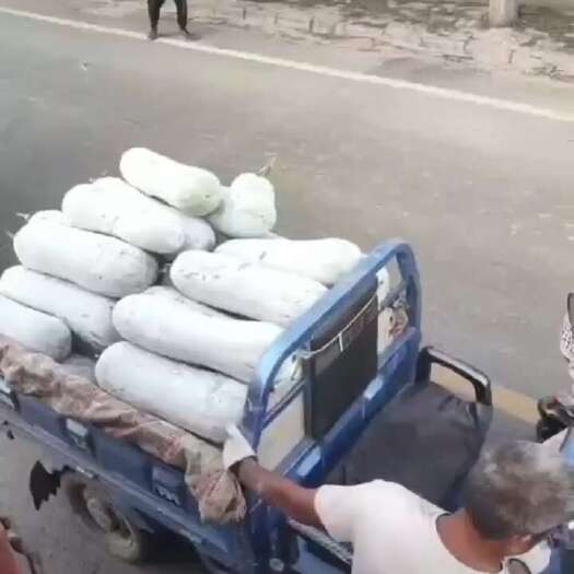 方城县长白条冬瓜，80亩
