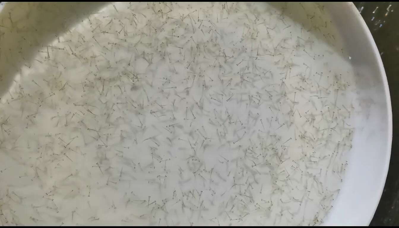 土鲮鱼苗，土鱼苗，适合放生，饵料鱼，