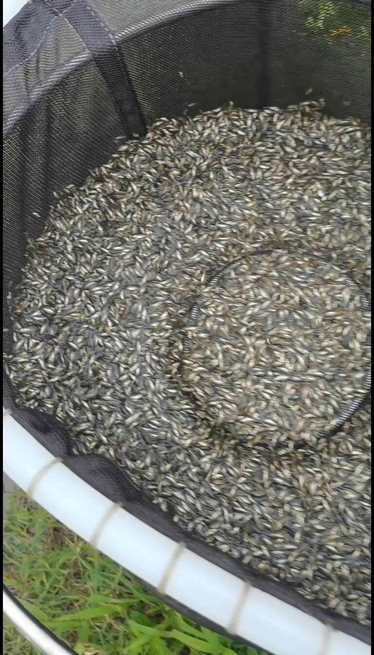土鲮鱼苗，土鱼苗，适合放生，饵料鱼，