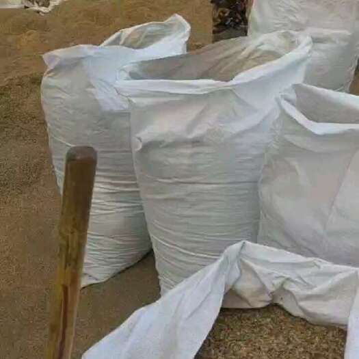 亳州白芷种子