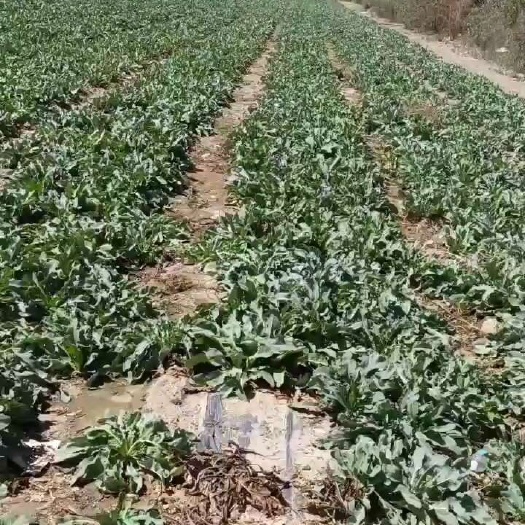 新疆板蓝根1800亩