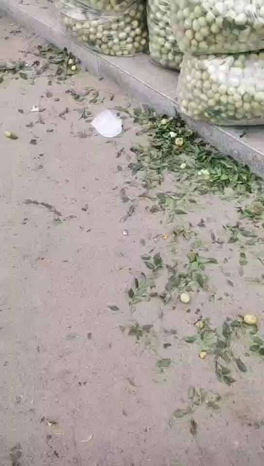 婆枣，脆枣，