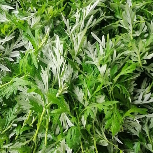 兴宁市艾叶可食用