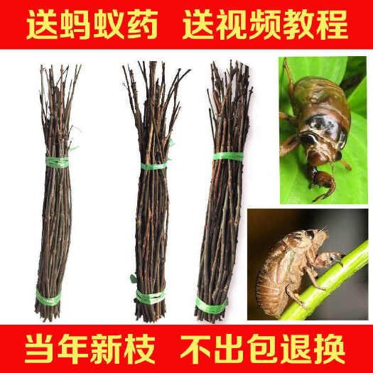 邹平市金蝉蝉蚁  树枝大量批发