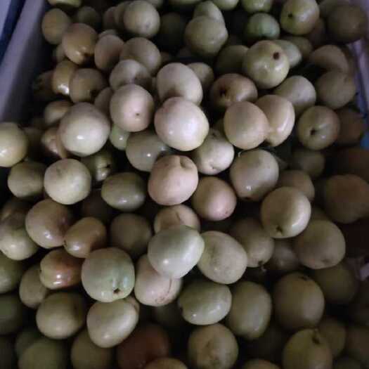 婆枣，脆枣，