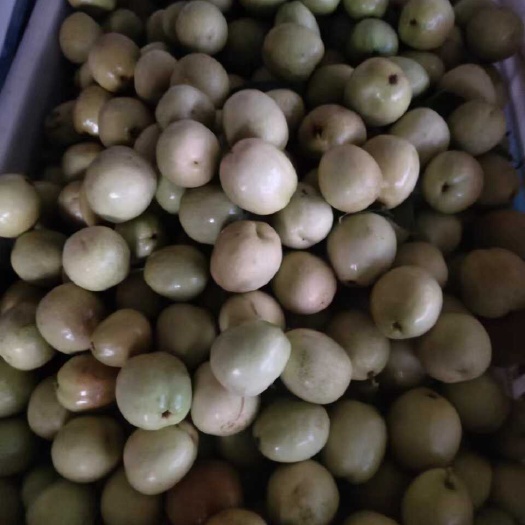 濱州婆棗，脆棗，