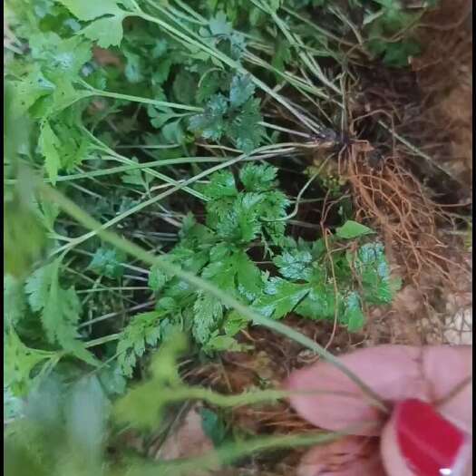 成都黄莲