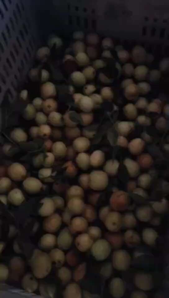 婆枣，脆枣，