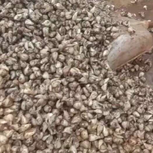 开远市云南珍珠蕌头大量上