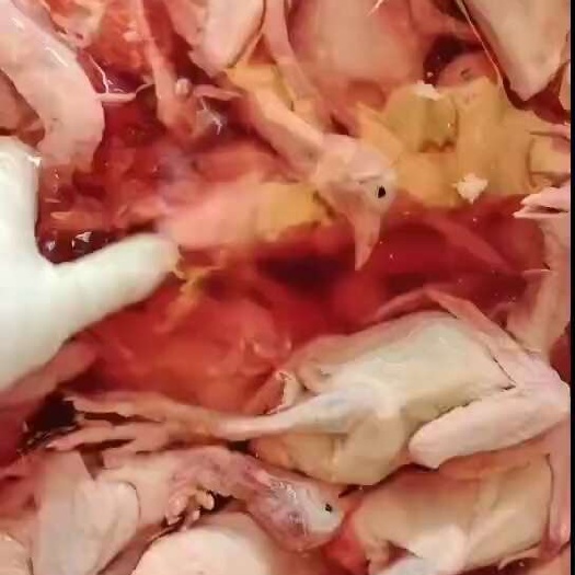 连平县新鲜乳鸽