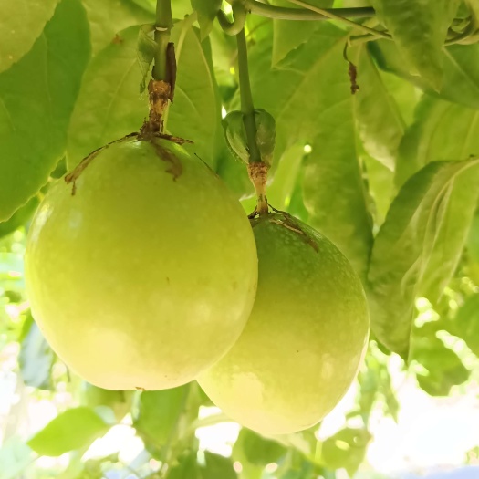 阳江百香果