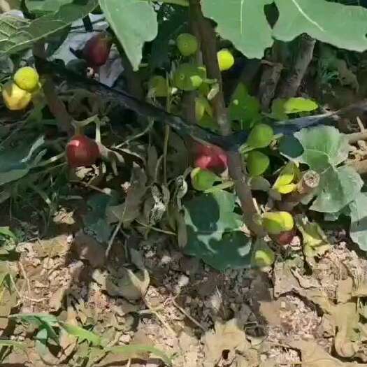 德州波基红无花果