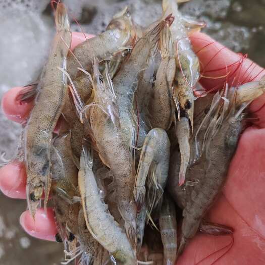 北海青虾，13一斤，170-200头可做钓鱼虾，喂鱼养龟
