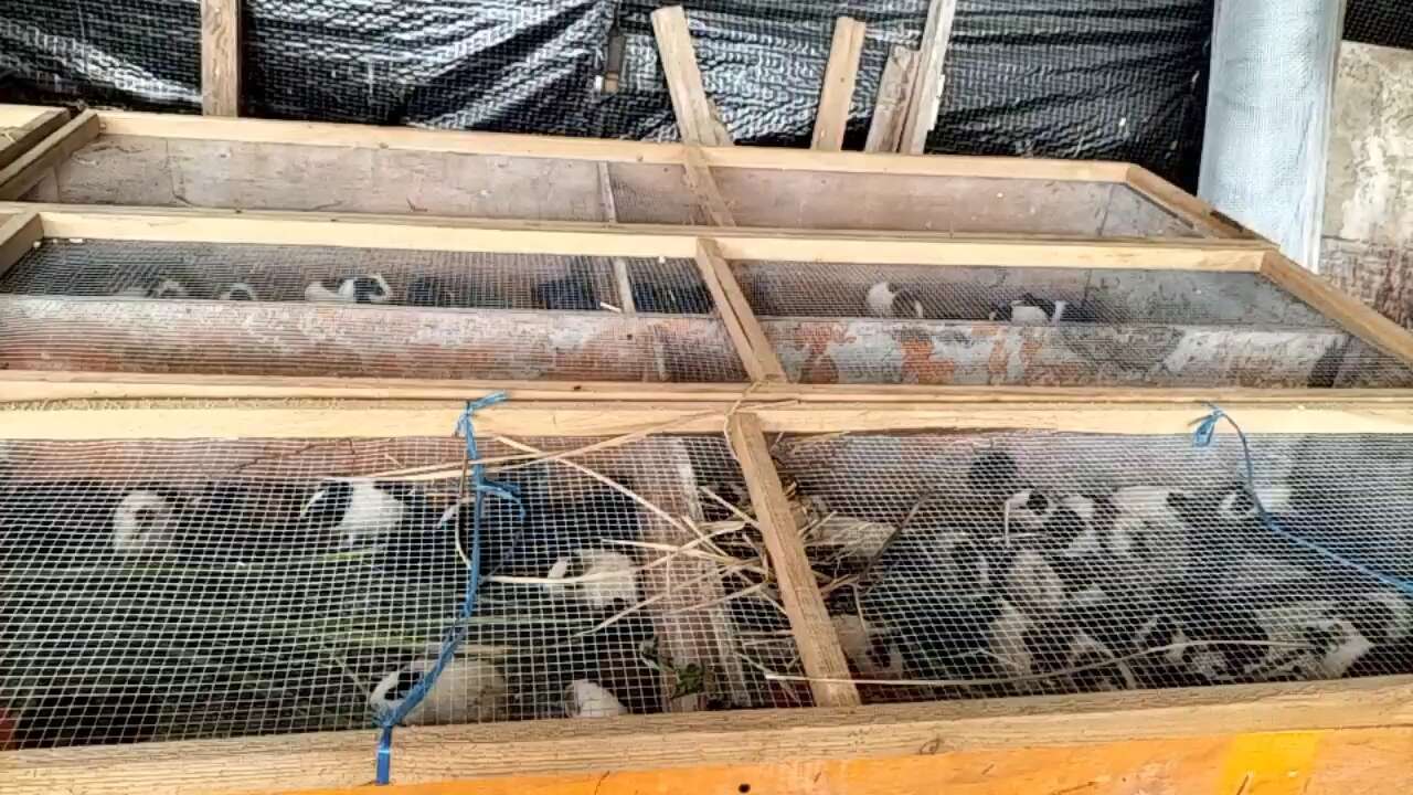 漂亮花豚鼠