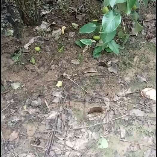 大荔县梨