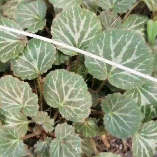 遵义贵州虎耳草，鲜货，
