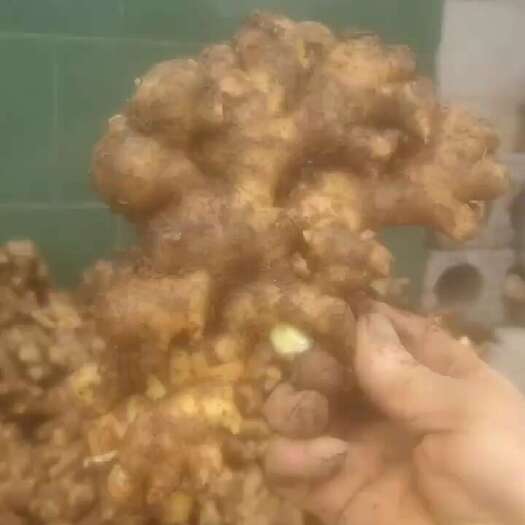 兴义市【产地直销】农家自种小黄姜，量大价优，欢迎咨询，品质保障